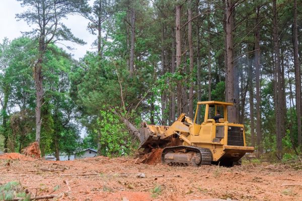 Trees Clearing in Shelton