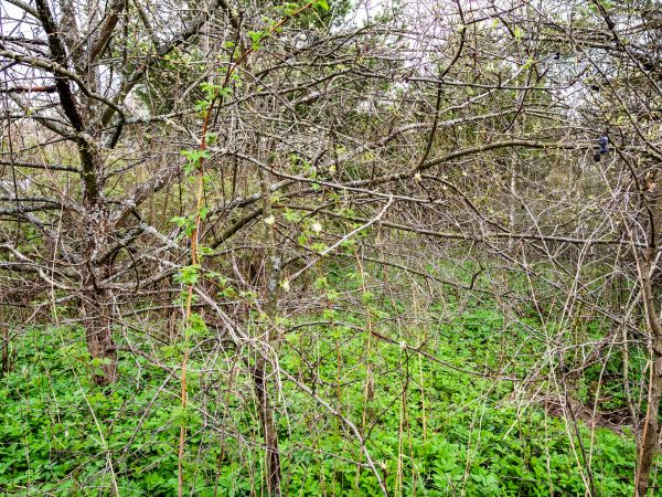 Underbrush Clearing in Shelton