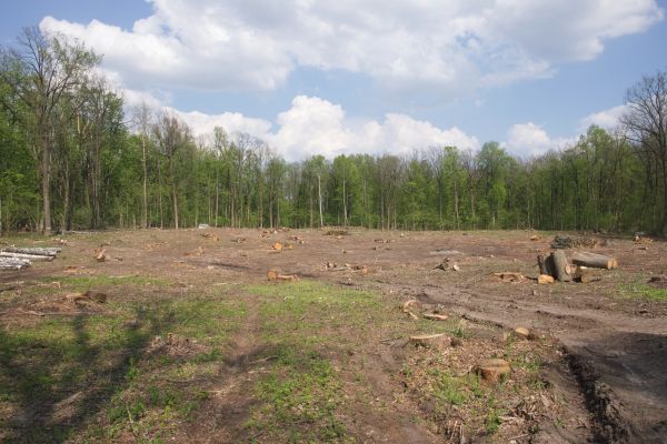 Pasture Clearing in Shelton