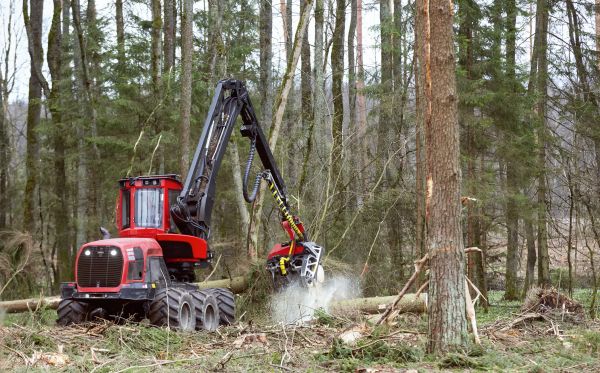 Forest Clearance Service in Shelton
