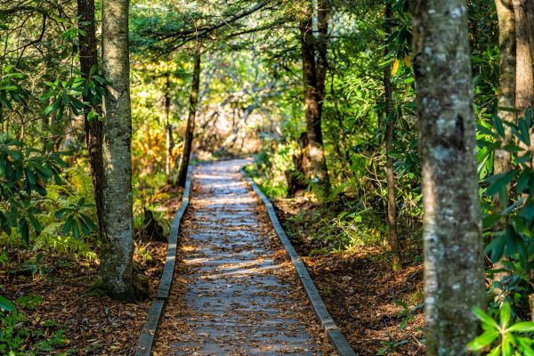 Trail Clearing in Shelton