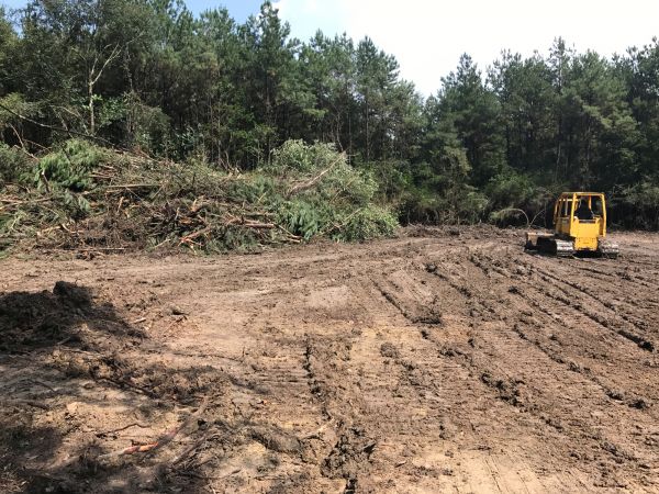 Thicket Clearing in Shelton