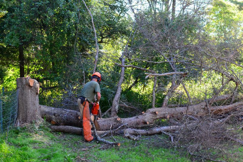 Tree Removal Process